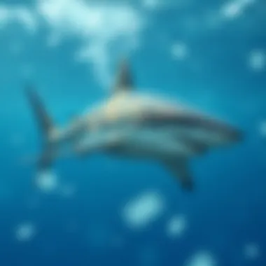 Digital Shark in Abstract Ocean A digitally created shark swimming through an abstract digital ocean