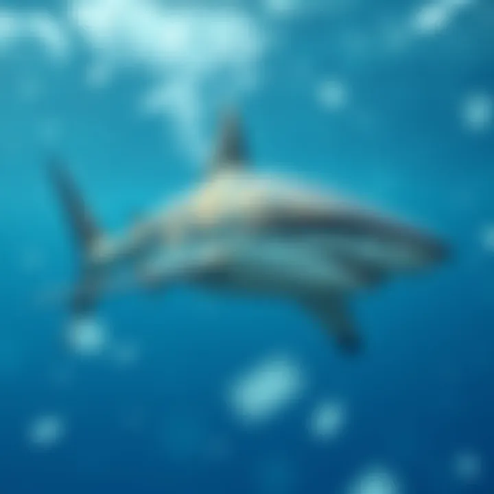 Digital Shark in Abstract Ocean A digitally created shark swimming through an abstract digital ocean