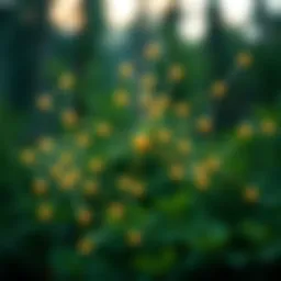 Acyclic Directed Graph illustrating nodes and connections in cryptocurrency transactions